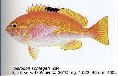 Caprodon schlegeli